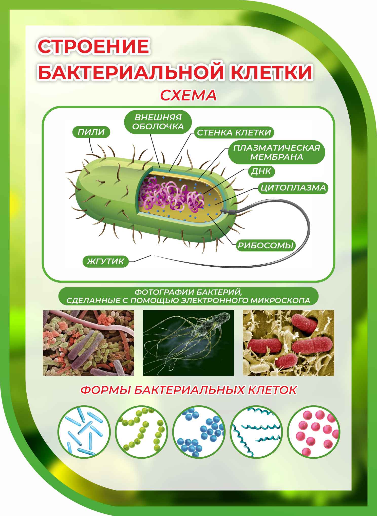 Строение бактерий 6 класс биология